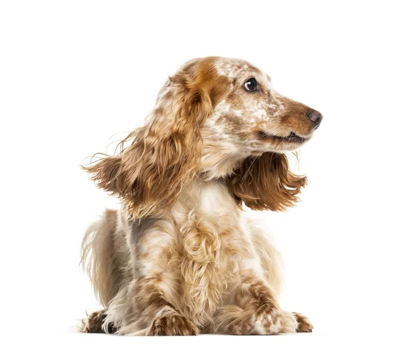 Sdraiato Inglese Cocker Spaniel Guardando Altrove Isolato Bianco — Foto Stock