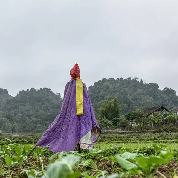 Scarecrow Green Field Cloudy Day — Stock Photo, Image