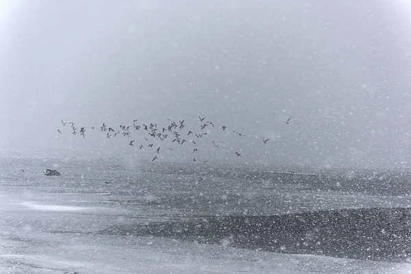 Flock Måsar Snöstorm Längs Stranden — Stockfoto