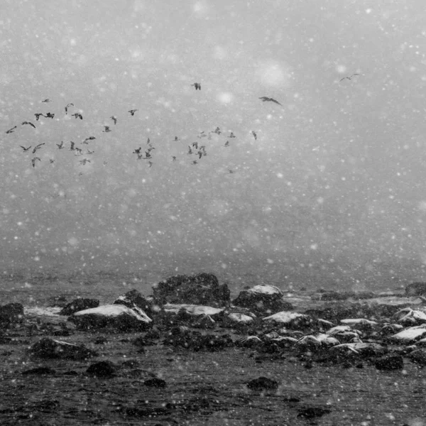 Troupeau Mouettes Sur Une Tempête Neige Long Plage — Photo