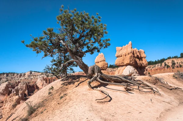 Baum am Pferdeweg im Bryce Canyon Nationalpark, utah — Stockfoto