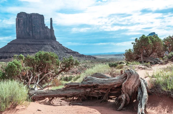 Árbol muerto en Monument Valley, Arizona, Utah — Foto de Stock