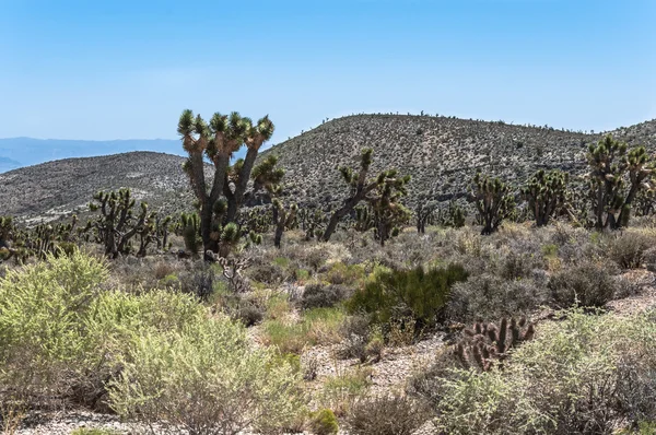 Bosque de Joshua, Mount Charleston, Nevada — Foto de Stock