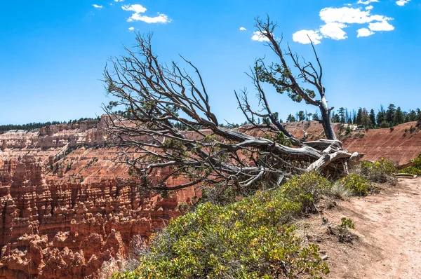 Árbol muerto en el Parque Nacional Bryce Canyon, Utah — Foto de Stock