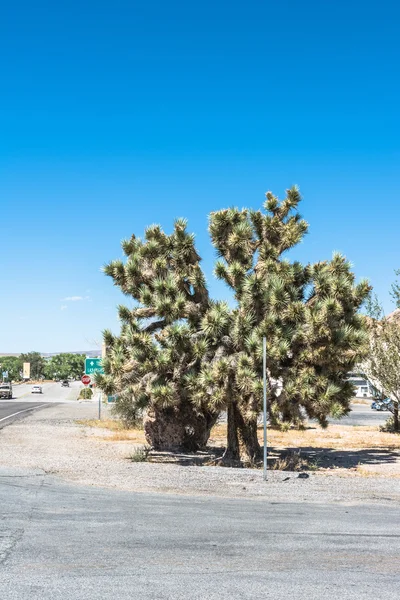 Joshua Tree, Beatty, Nevada — Zdjęcie stockowe