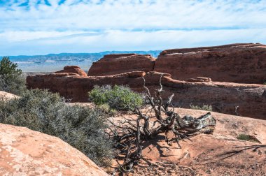 ölü ağaç arches national Park, utah