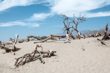 Ölüm Vadisi Milli Parkı, Kaliforniya'da ölü ağaçlar