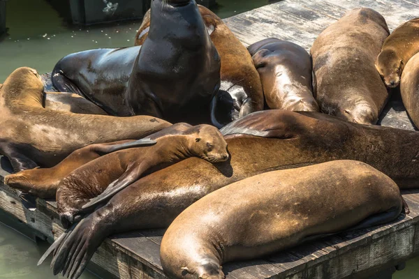Sea lions in San Francisco, California — Stock Photo, Image