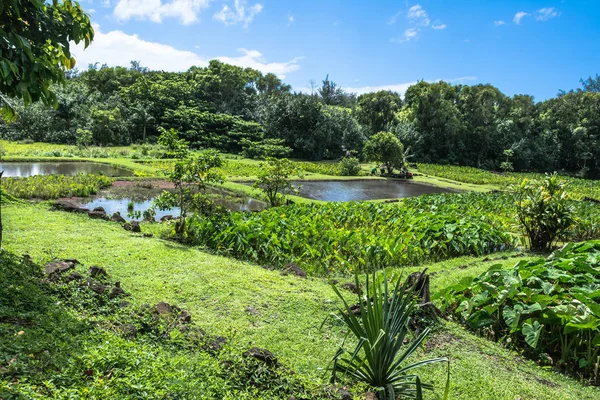 Campos de taro de Kauai, Havaí Imagem De Stock