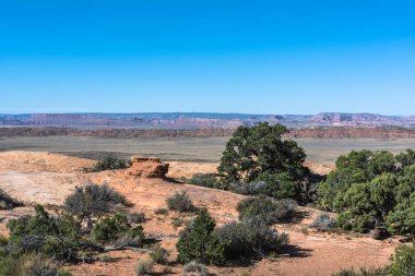 Bitki örtüsü Arches National Park, Utah