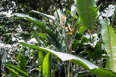 Maui, Hawaii çiçekler