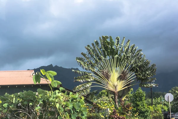 Путешественники Palm в Hanalei, Кауаи, Гавайи — стоковое фото