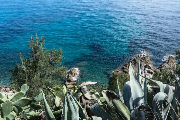 Etli bitkiler kıyısında Sanremo, İtalya — Stok fotoğraf