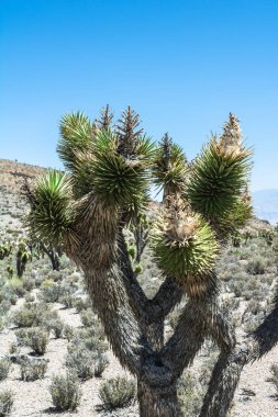 Joshua tree, Mount Charleston, Nevada