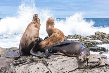Deniz Aslanları buzlu, La Jolla, Kaliforniya