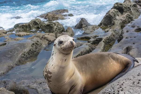 Sea lion on the rocks, La Jolla, California — Stock Photo, Image
