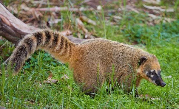 Hayvanat Bahçesinde Burunlu Coati — Stok fotoğraf