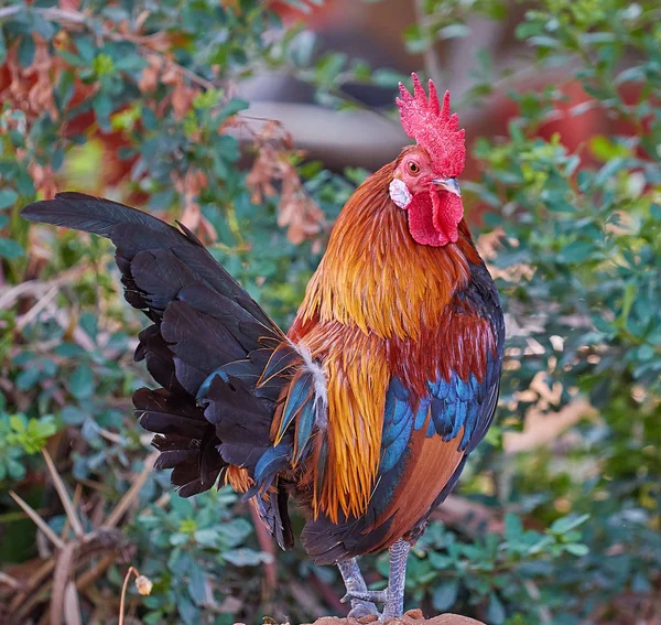 Gallo pájaro hermoso — Foto de Stock