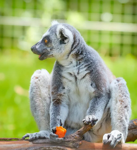 Lemur lat.Lemuroidea is eating carrots — Stock Photo, Image