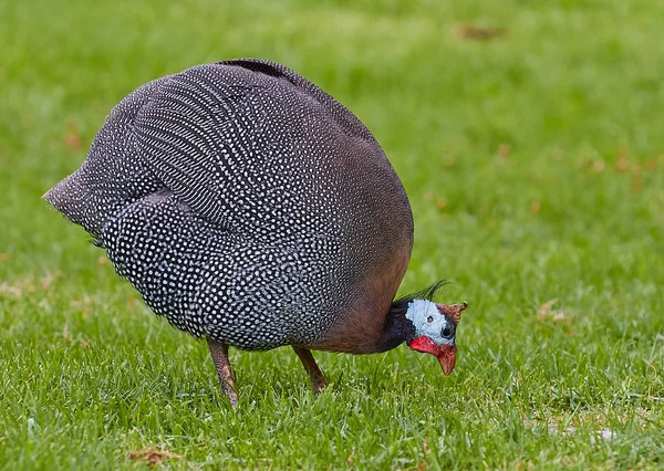 ホロホロ鳥、ギニアの鳥、ホロホロ鶏 — ストック写真