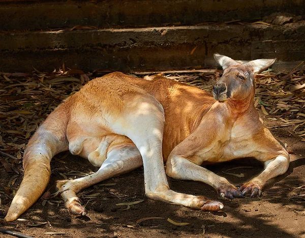 Canguro rojo lat.Macropus rufus — Foto de Stock