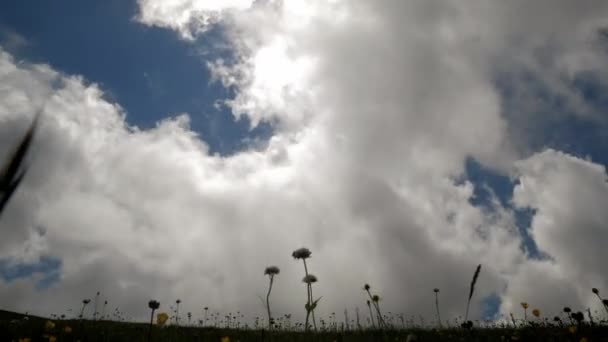 タイムラプス 草原の上曇り空 ミツバチは 花のように座っています 広角ビュー — ストック動画