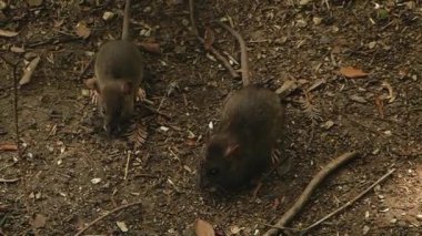 Fare tahıllar içinde belgili tanımlık vahşi yiyor.