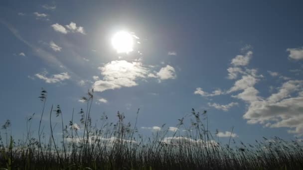 Yaz Gökyüzü Arka Planı Rüzgarda Sallanan Reed — Stok video