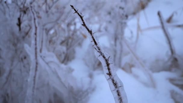 Plantas Congeladas Hielo Orilla Bahía — Vídeos de Stock