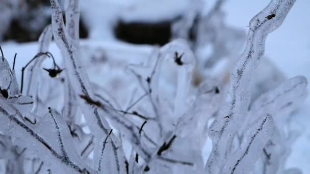 Plantas Congeladas Hielo Orilla Bahía — Vídeos de Stock