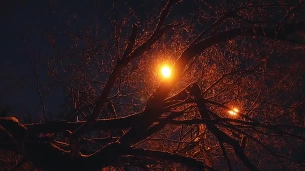 Neige Tombe Travers Les Branches Des Arbres Dans Soirée Lumière — Video