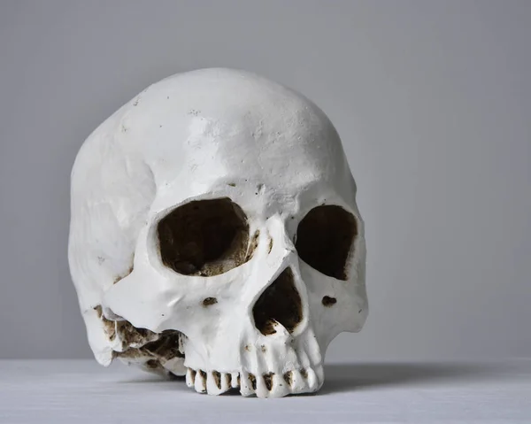 灰色のスタジオの背景に白いテーブルクロスに磁器の人間の頭蓋骨の肖像画を閉じます — ストック写真