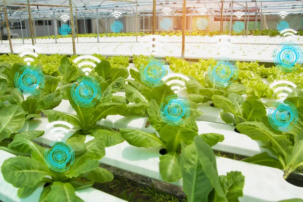 Gospodarstwo sałaty organicznej w domu kontrolowane przez nowoczesne technologie wi — Zdjęcie stockowe