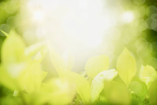 Concept ontspanning en natuurlijke genezing, close-up licht groen Leav — Stockfoto