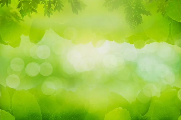 Background Relaxation Natural Healing Concept Close Light Green Leaves Sunlight — Stock Photo, Image