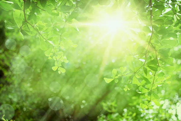 Background Relaxation Natural Healing Concept Close Light Green Leaves Sunlight — Stock Photo, Image