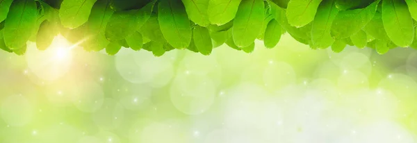 Achtergrond Ontspanning Natuurlijke Genezing Concept Close Licht Groen Blad Zonlicht — Stockfoto