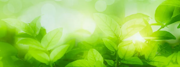 Bakgrund Avkoppling Och Naturligt Helande Koncept Närbild Ljusgrönt Löv Och — Stockfoto
