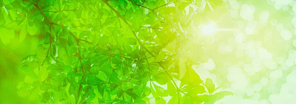 Background Relaxation Natural Healing Concept Close Light Green Leaf Sunlight — Stock Photo, Image