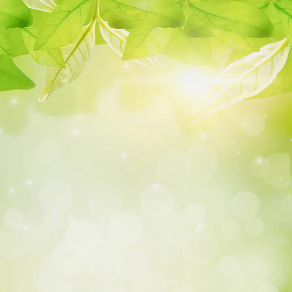 Close Green Leaf Blurred Background Nature View Beautiful Sunlight Bokeh — Stock Photo, Image