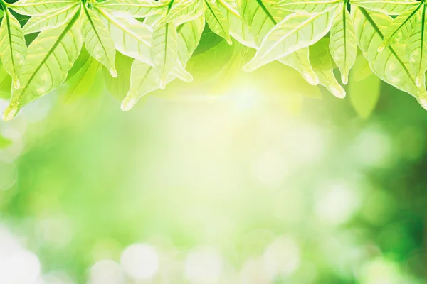 Närbild Grönt Löv Suddig Bakgrund Fräsch Natur Utsikt Vacker Med — Stockfoto
