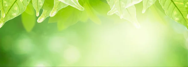 Baner Nagłówki Poziome Panoramiczne Close Zielony Liść Rozmazane Tło Świeży — Zdjęcie stockowe