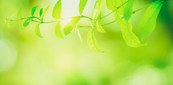 Närbild Grönt Löv Suddig Bakgrund Fräsch Natur Utsikt Vacker Med — Stockfoto