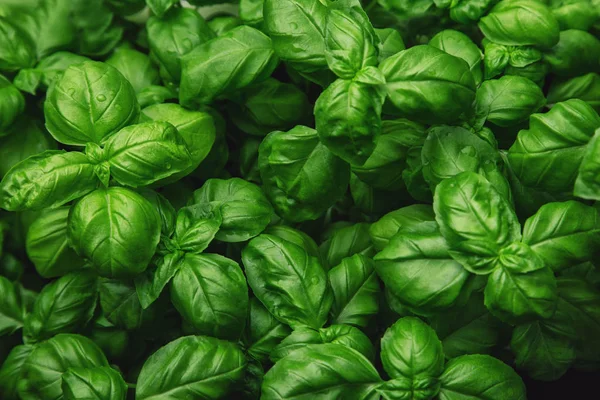 Fresh basil on a dark background. Green basil. Food background. A lot of basil