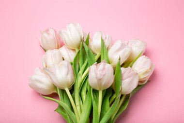 Güzel pembe ve Beyaz Lale pembe bir arka plan üzerinde. Bahar çiçekleri. Kartpostal 8 Mart