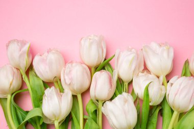 Güzel pembe ve Beyaz Lale pembe bir arka plan üzerinde. Bahar çiçekleri. Kartpostal 8 Mart