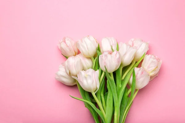 Beautiful pink and white tulips on pink background . Spring flow. A gift for St. Valentine\'s Day