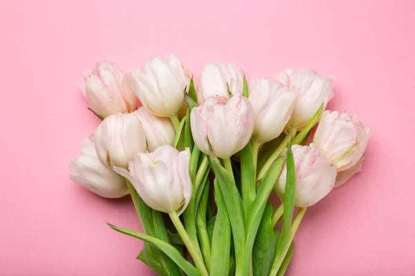 Beautiful pink and white tulips on pink background . Spring flowers. Postcard on March 8