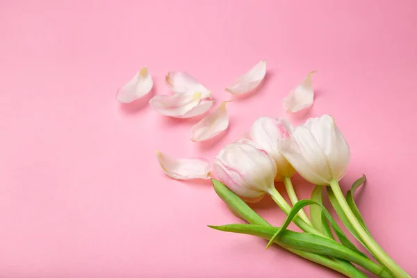 Beautiful pink and white tulips on pink background . Spring flow. A gift for St. Valentine\'s Day