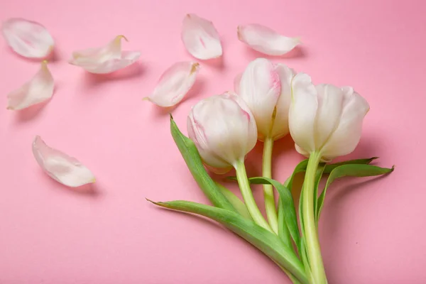 Güzel pembe ve Beyaz Lale pembe bir arka plan üzerinde. Bahar çiçekleri. Kartpostal 8 Mart
